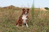 BORDER COLLIE 271